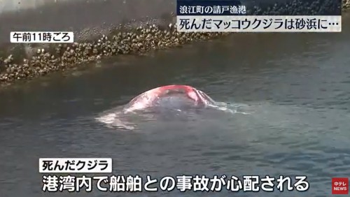 日本福島漁港現10米長迷路抹香鯨 第二天確認死亡
