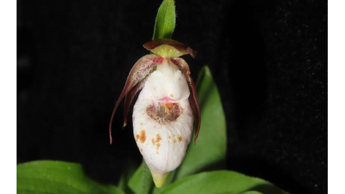 重慶陰條嶺國家級自然保護區發現蘭科植物新記錄種——離萼杓蘭