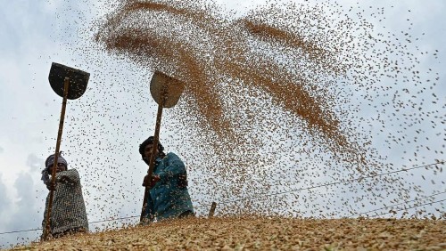 小麥庫存不足，印度擬降低進口關稅增加供應