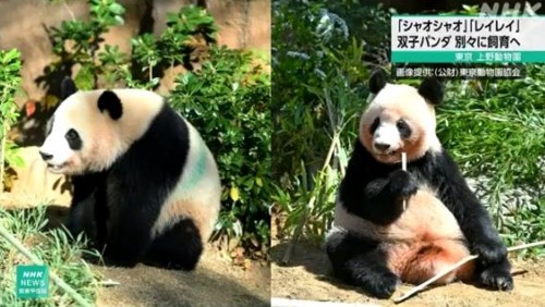 為防止嬉鬧時受傷 旅日雙胞胎大熊貓將分開生活
