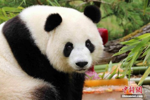 柏林中國文化中心推出中國四川（雲端）大熊貓文化旅遊週