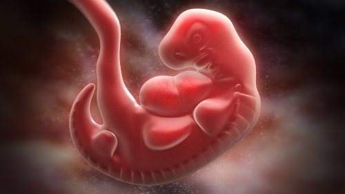 全球首例！英美高校科研團隊發表實驗成果：不用受精卵造出人類胚胎