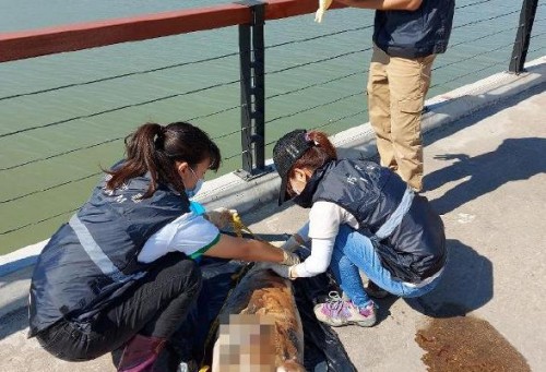路環譚公廟附近海面發現江豚屍體