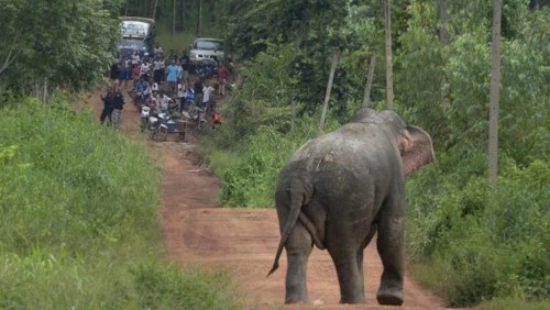 泰國野生動物保護區乾旱 外出覓食大象踩死村民