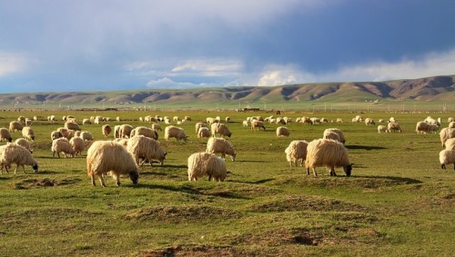 蒙古國三萬隻羊將送給武漢人民