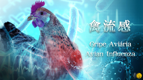四川確診一例人感染H5N6禽流感病例