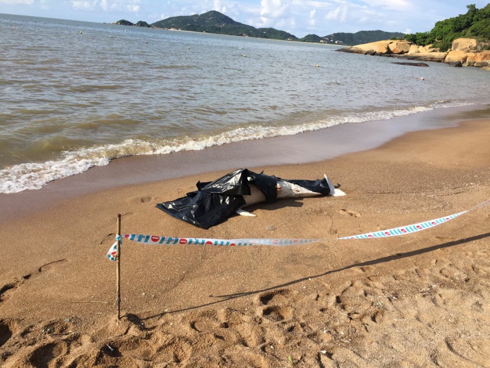竹灣海灘對開海面發現海豚屍體
