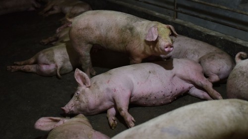 發現非洲豬瘟  德豬肉出口將受影響