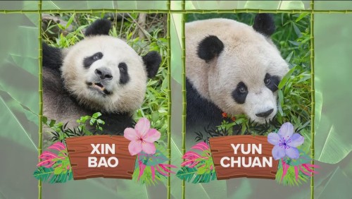 美動物園公佈大熊貓近況：“雲川”整天爬樹，“鑫寶”愛曬太陽