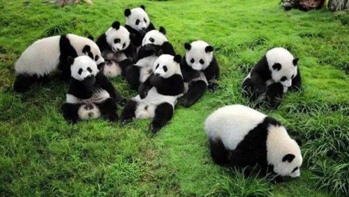 研究：如果圈養大熊貓生理時鐘與環境不匹配，它們也會有時差