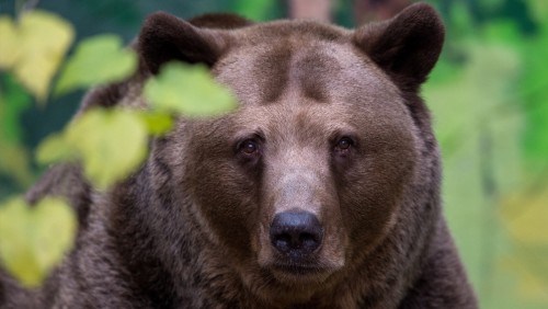 外媒：斯洛伐克三天內發生兩起熊襲擊事件